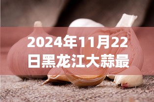 掌握大蒜市场动态技能，解读黑龙江大蒜最新价格动态（2024年11月22日）