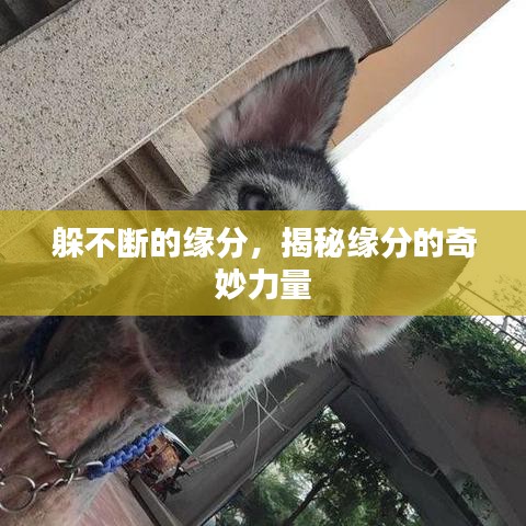 躲不断的缘分，揭秘缘分的奇妙力量