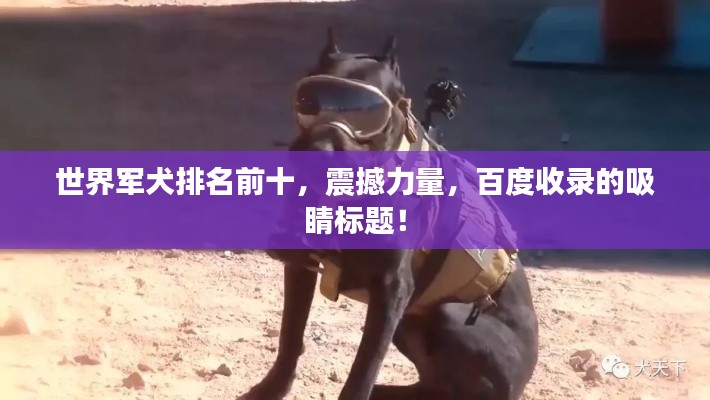世界军犬排名前十，震撼力量，百度收录的吸睛标题！