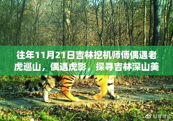 吉林深山中的奇遇，挖机师傅偶遇老虎巡山，探寻深山美景的探险之旅