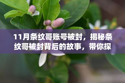 条纹哥账号被封背后的故事，探索小巷独特风味小店的揭秘之旅
