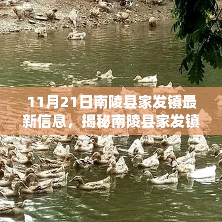 11月21日南陵县家发镇最新信息，揭秘南陵县家发镇隐藏小巷中的独特小店——11月21日最新探秘