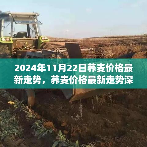 深度解析，2024年11月22日荞麦价格走势及行业洞察与用户体验