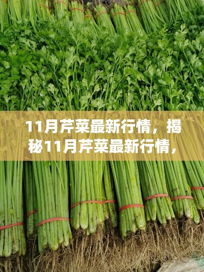 揭秘11月芹菜市场走势，最新行情、种植热点与未来展望