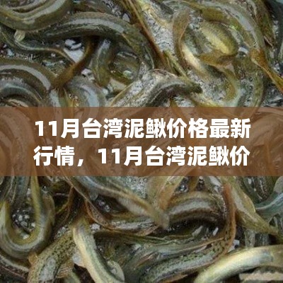 11月台湾泥鳅价格最新行情，11月台湾泥鳅价格最新行情分析，市场波动下的观点碰撞与个人看法