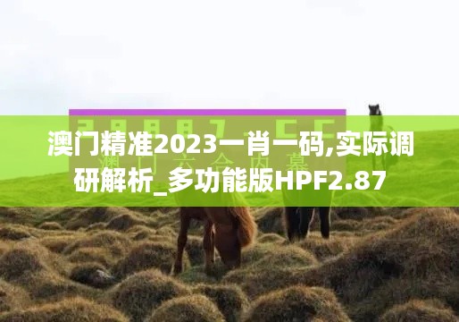 澳门精准2023一肖一码,实际调研解析_多功能版HPF2.87