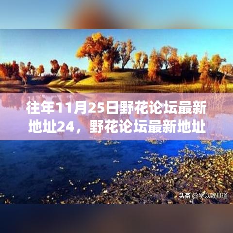 自然美景相遇的奇妙旅程，最新野花论坛地址揭秘（往年11月25日）
