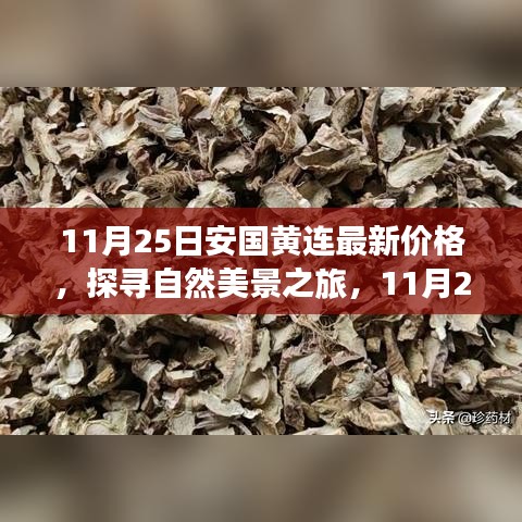 11月25日安国黄连最新价格，探寻自然美景之旅的心灵宁静之旅