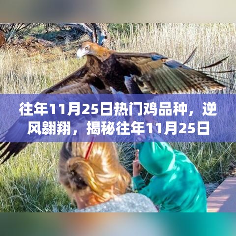 揭秘热门鸡品种背后的励志故事，逆风翱翔，学习变化的力量在往年11月25日展现风采