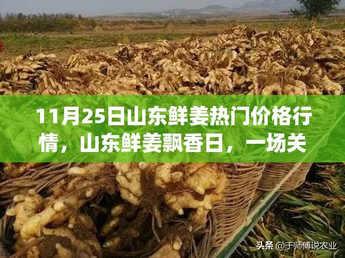 山东鲜姜飘香日，友情与陪伴的温馨故事及热门价格行情