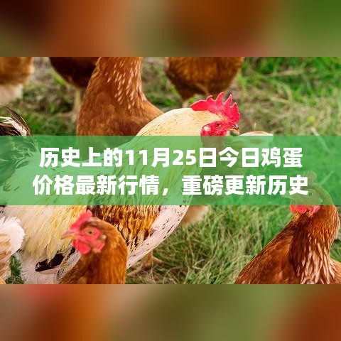 历史上的今日鸡蛋市场行情回顾与最新价格动态，小红书热议话题