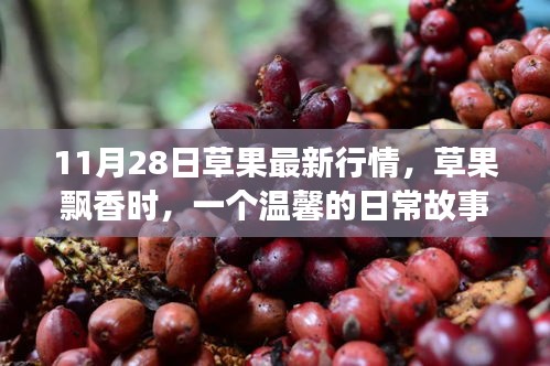 11月28日草果情缘，飘香日常与温馨情缘的记录