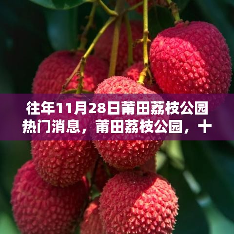 莆田荔枝公园十一月二十八日时光印记，热门消息回顾
