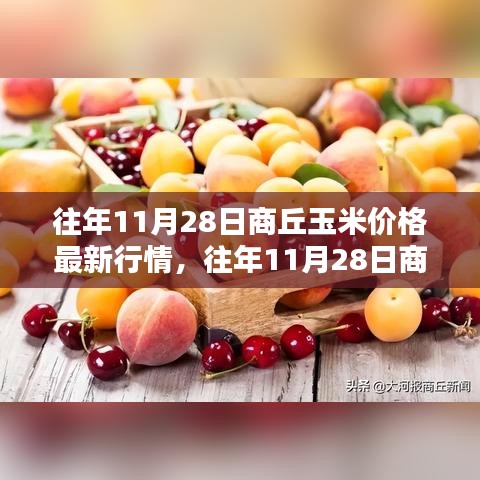 往年11月28日商丘玉米价格行情及走势深度解析