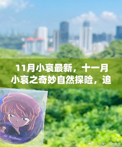 十一月小哀的奇妙自然探险之旅，追寻宁静，启程心灵之旅
