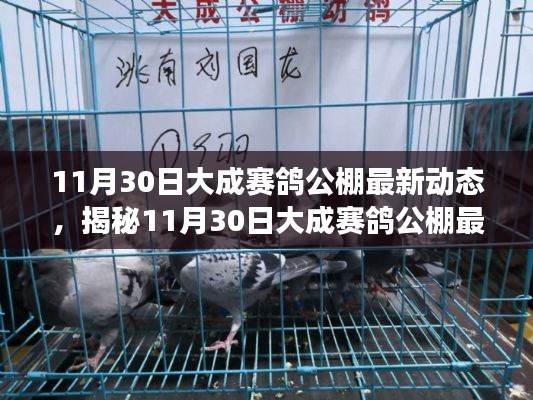 揭秘大成赛鸽公棚最新动态，科技革新引领未来体验