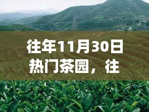 往年11月30日热门茶园探秘，茶韵、自然与文化交织的美景