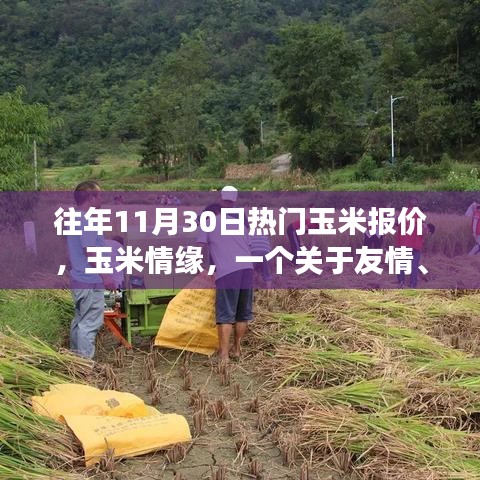 玉米情缘，秋日收获与友情交织的报价故事