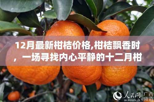 十二月柑橘之旅，探寻飘香价格，寻觅内心平静