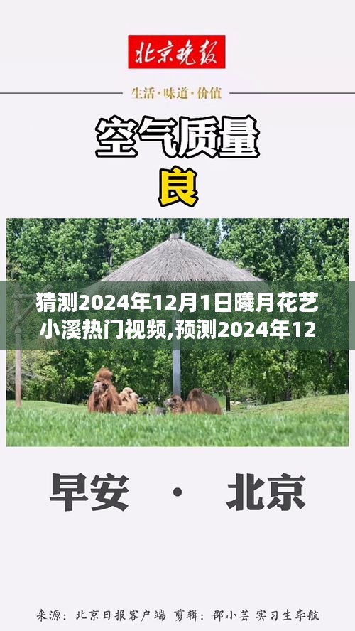 观点解析，预测曦月花艺小溪热门视频动向，展望未来的花艺热潮——2024年12月1日曦月花艺趋势展望与解析
