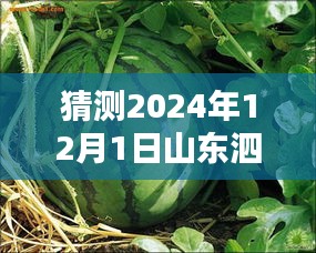 预测未来，山东泗水西瓜热门价格趋势分析至2024年12月