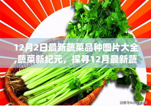 探寻最新蔬菜品种背后的故事，蔬菜新纪元图片大全（12月版）
