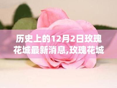 玫瑰花城揭秘，温馨有趣的12月2日故事与最新消息