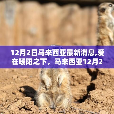 马来西亚12月2日温馨日常，爱在暖阳下的日常