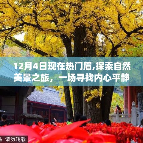 眉间冒险，探索自然美景之旅，启程于冬日之心静之时