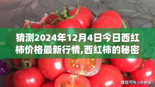 西红柿价格行情揭秘，友情与时光的价格探秘之旅（2024年最新）