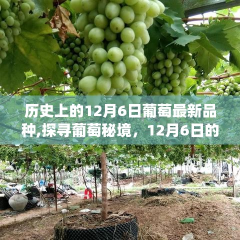 探寻葡萄秘境，12月6日新品种之旅与自然美景共舞
