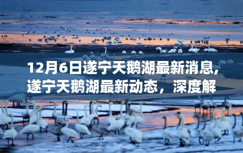 遂宁天鹅湖最新动态深度解读与观点阐述，12月6日最新消息