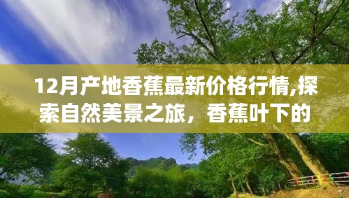 探索自然美景之旅，揭秘香蕉叶下的宁静与12月产地香蕉最新乐观价格行情