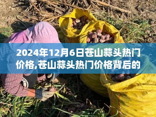 苍山蒜头热门价格背后的故事，学习变化，自信成就梦想揭秘（日期，2024年12月6日）