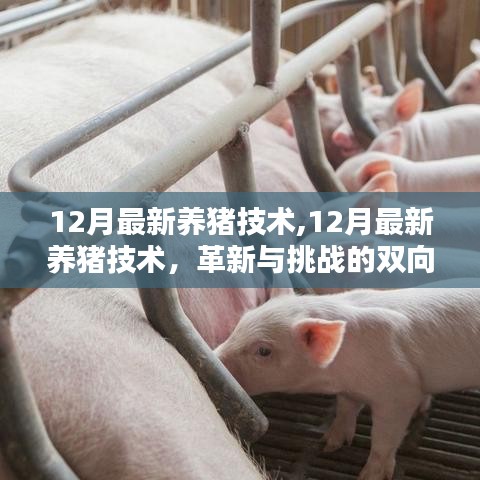 12月最新养猪技术，革新与挑战的双向解析