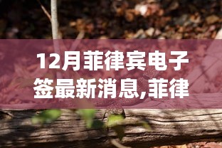 虫蚀鸟步 第3页