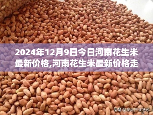 河南花生米最新价格走势深度解析，观点阐述与解读（2024年12月9日）