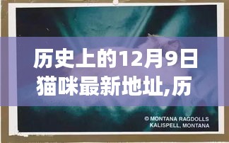 十二月九日猫咪新址探寻，历史上的猫咪故事与最新地址揭秘