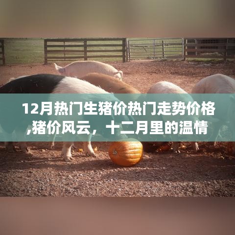 十二月生猪价格风云，温情猪事与热门走势解析