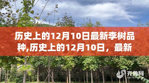 我的观点分析，历史上的12月10日李树新品种演变及其深远影响