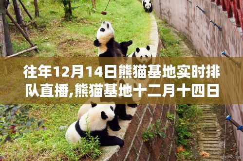 熊猫基地十二月十四日实时排队直播，时代印记与故事背后的温暖传递
