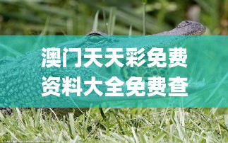 澳门天天彩免费资料大全免费查询狼披羊皮,蛇藏龟壳,前沿解读说明_超值版6.623