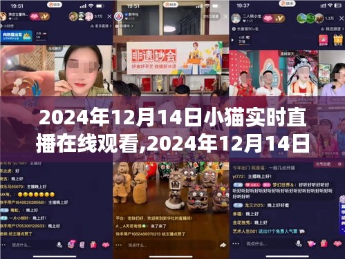 2024年12月14日小猫直播，共度温暖时光