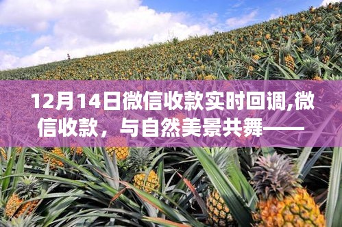 微信收款与自然美景之旅，实时回调的心灵之旅
