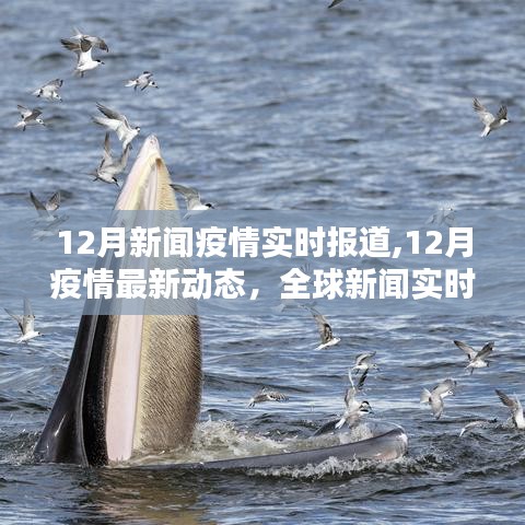 全球疫情最新动态，12月新闻实时报道与深度分析