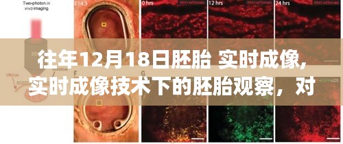 实时成像技术下的胚胎观察，历年12月18日胚胎研究的深度洞察