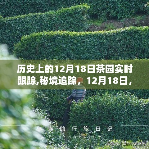 秘境追踪，茶园深处的意外发现与历史追踪纪实（12月18日）