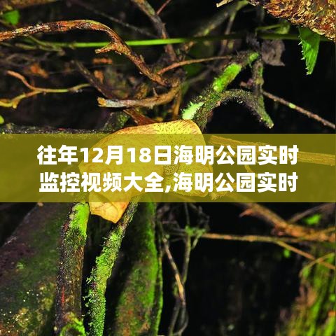 往年12月18日海明公园实时监控视频深度剖析与概览