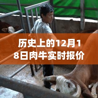 12月18日肉牛报价软件见证的温馨故事与实时行情