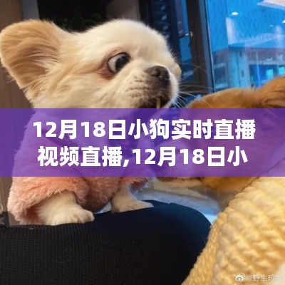 小狗直播盛典，12月18日实时直播视频评测与介绍